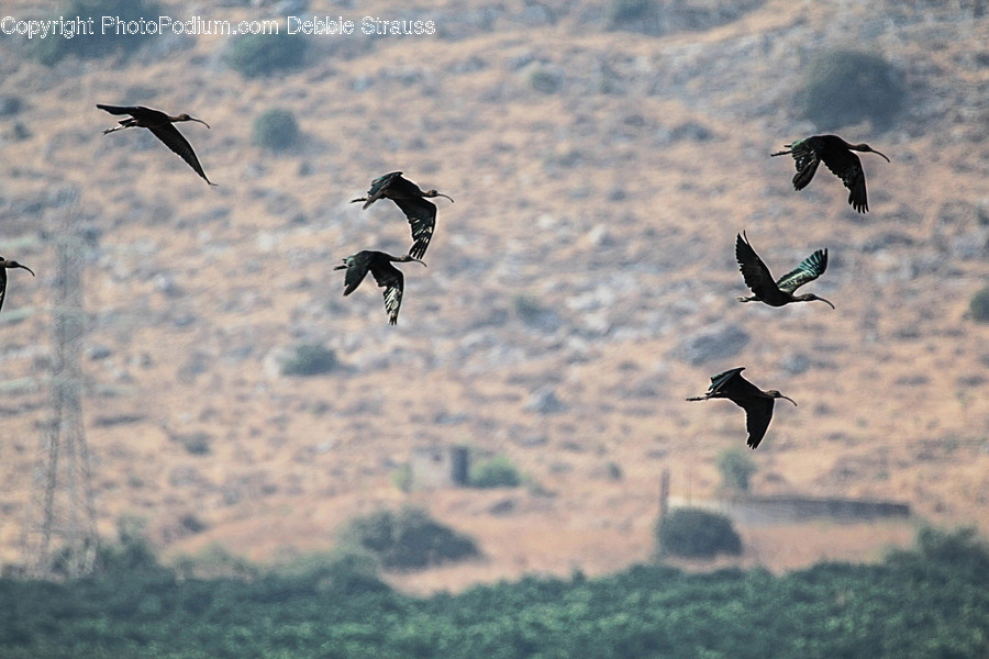 Flying, Animal, Bird, Flock