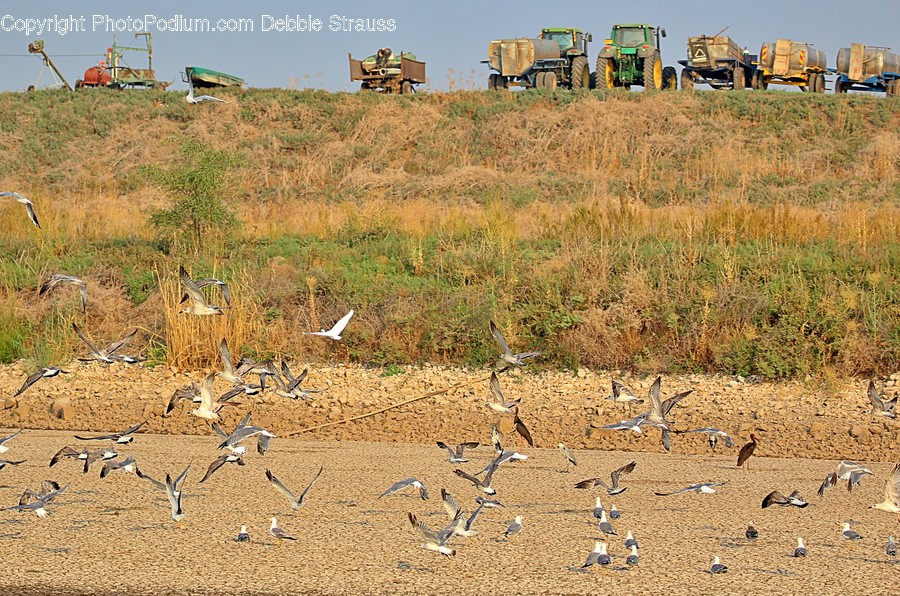 Ground, Animal, Bird, Outdoors, Nature