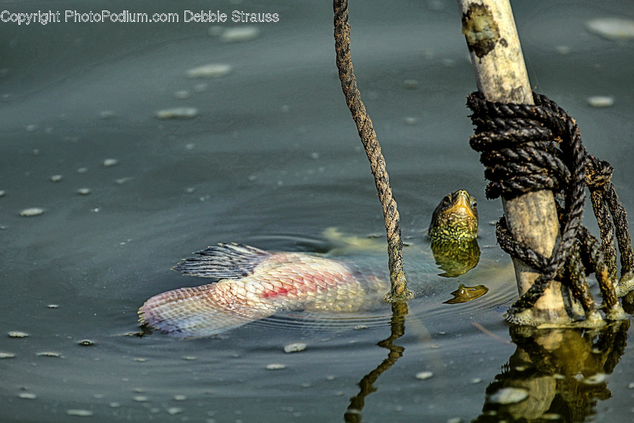 Water, Outdoors, Ripple, Animal, Bird