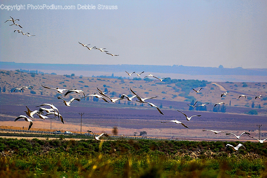 Flock, Animal, Flying, Bird, Adventure