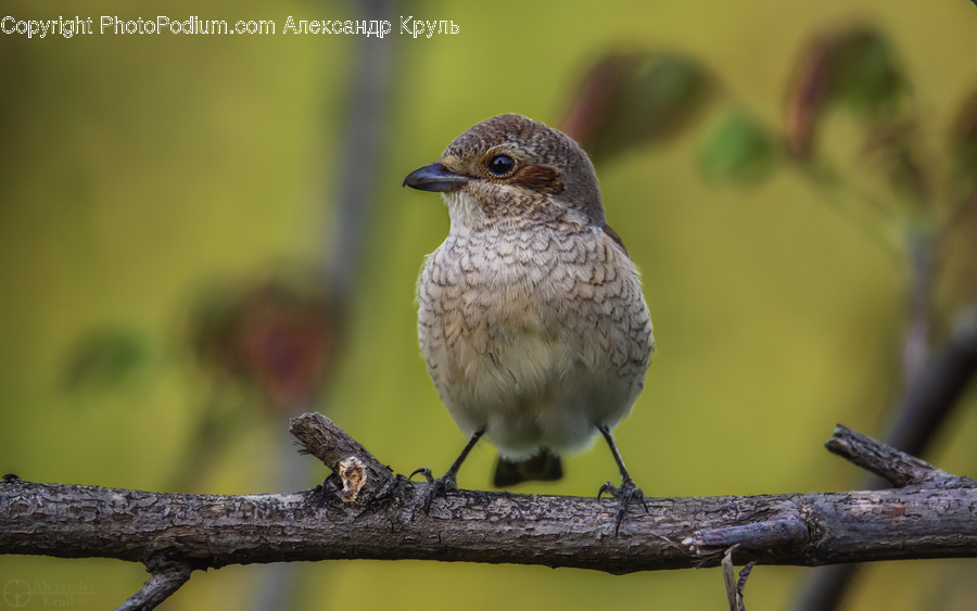 Animal, Bird, Jay, Finch, Anthus