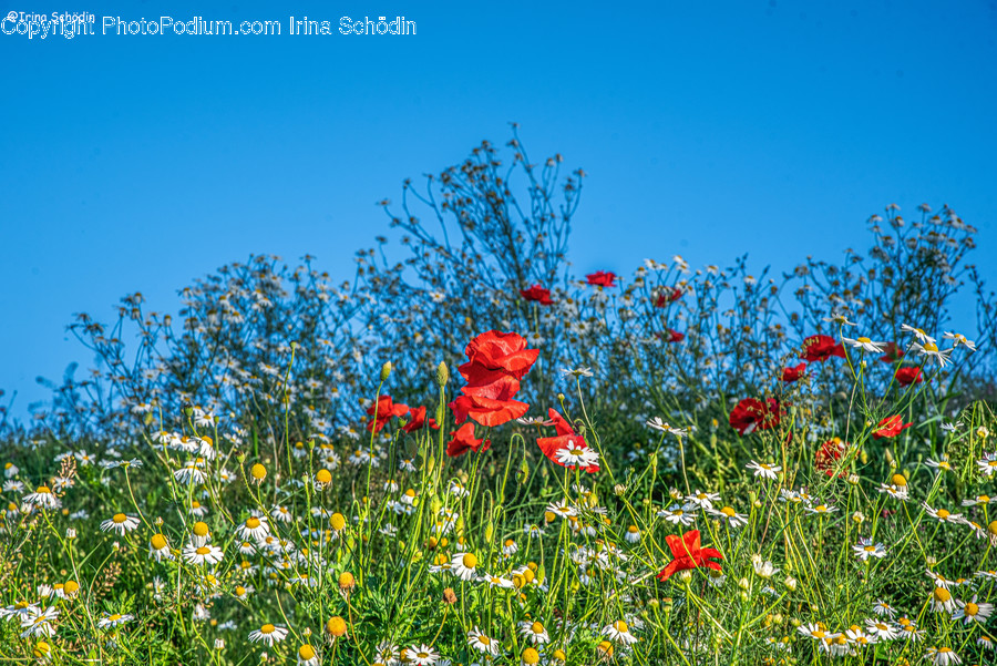Field, Grassland, Outdoors, Plant, Nature