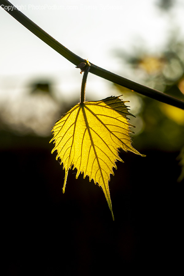 Plant, Leaf, Veins, Tree
