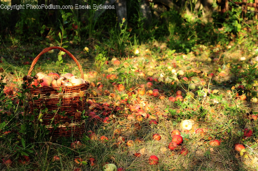 Plant, Leaf, Basket, Ground, Tree