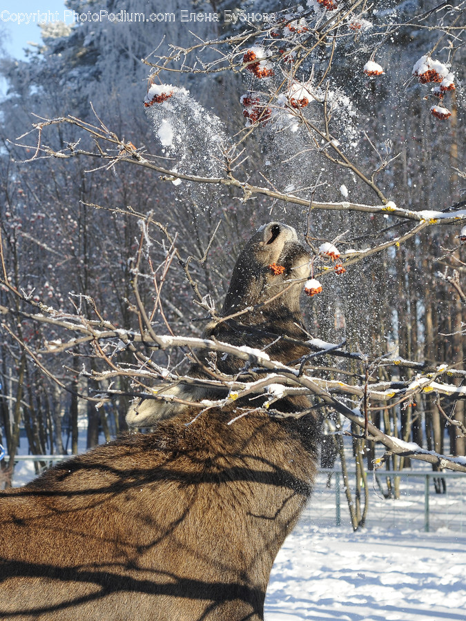 Animal, Mammal, Bird, Outdoors, Nature