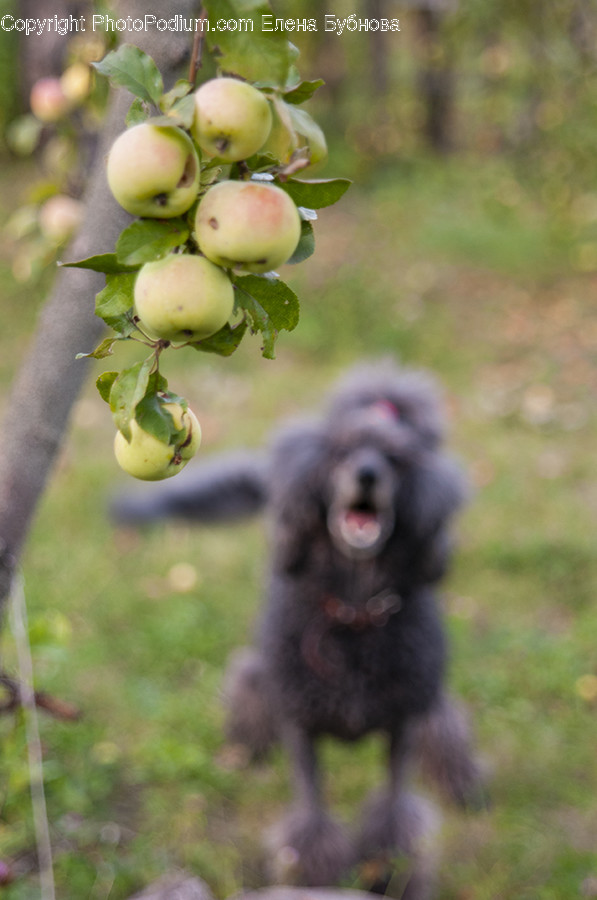 Plant, Pet, Canine, Dog, Animal