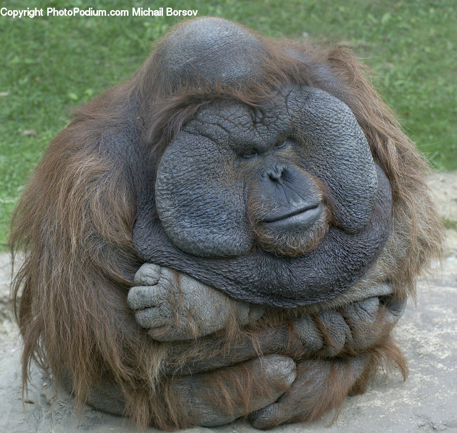 Animal, Mammal, Monkey, Orangutan, Face