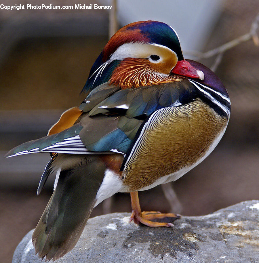 Bird, Duck, Teal, Waterfowl