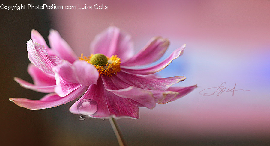 Pollen, Plant, Geranium, Blossom, Flower