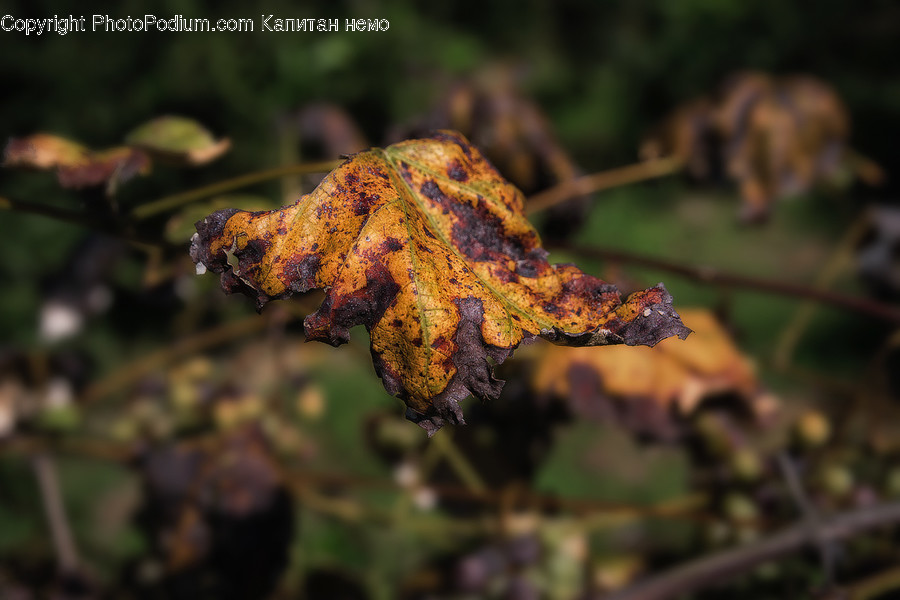 Plant, Leaf, Tree, Fungus, Maple