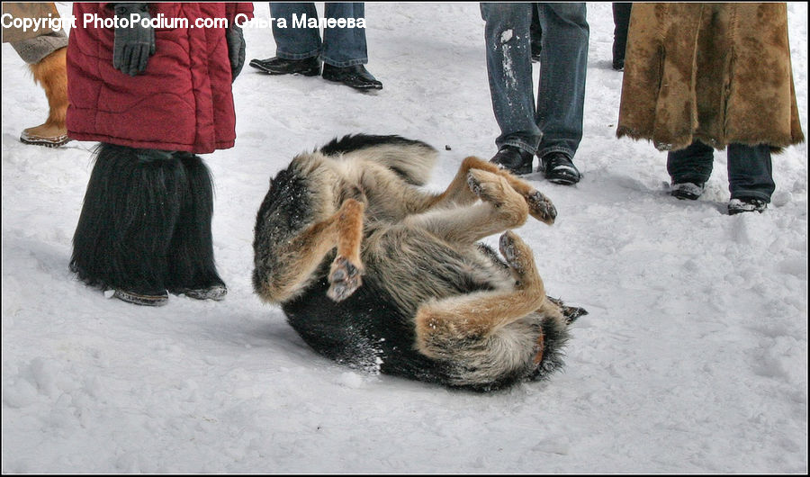 People, Person, Human, Piste, Skiing, Slide, Snow