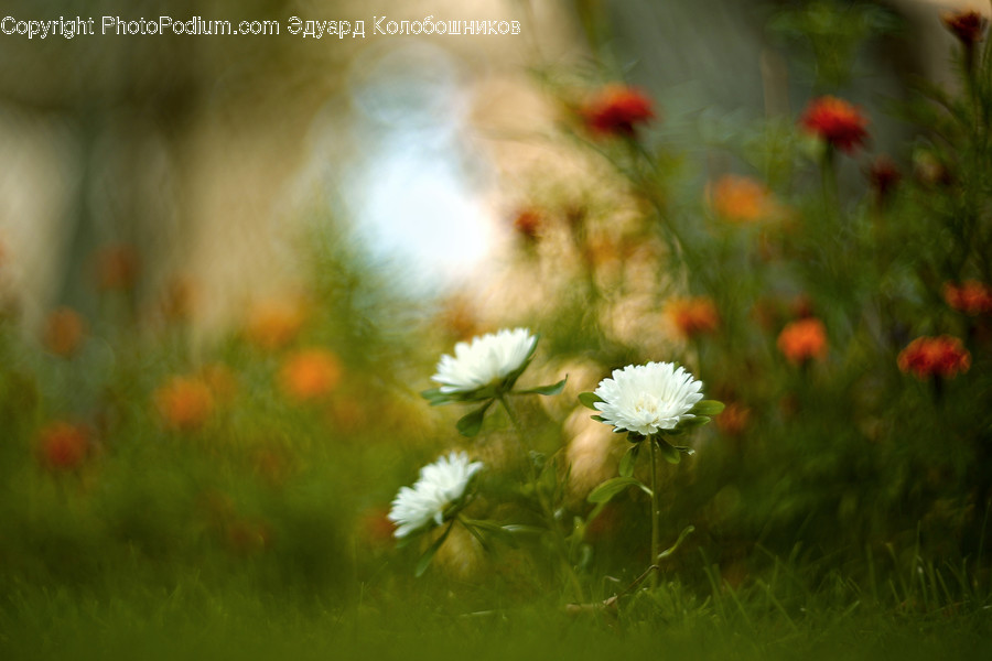 Plant, Flower, Blossom, Daisies, Daisy