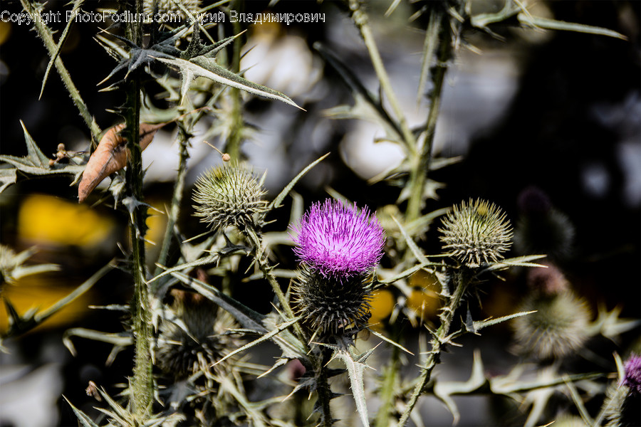 Plant, Flower, Blossom, Thistle, Animal