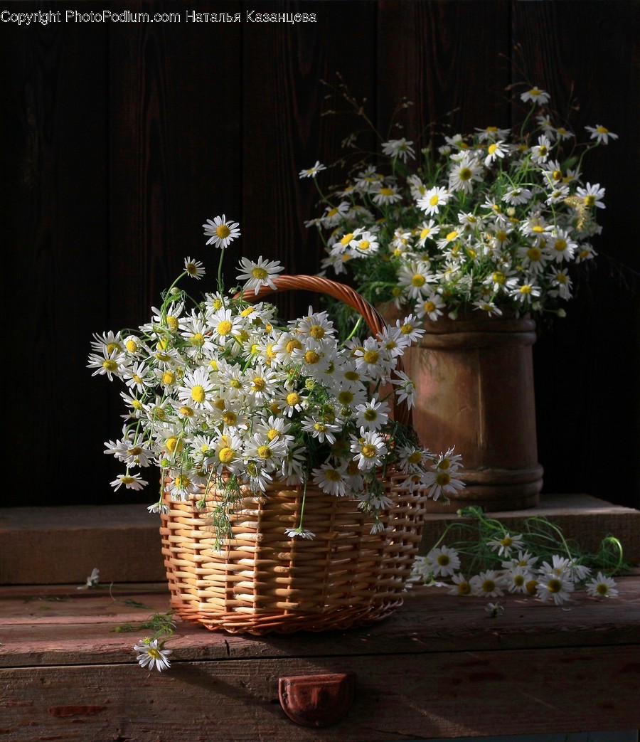 Plant, Blossom, Flower, Flower Bouquet, Flower Arrangement