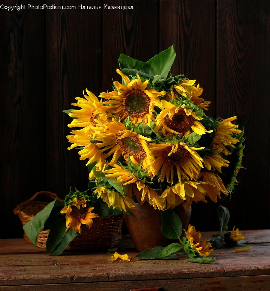Plant, Blossom, Flower, Flower Bouquet, Flower Arrangement