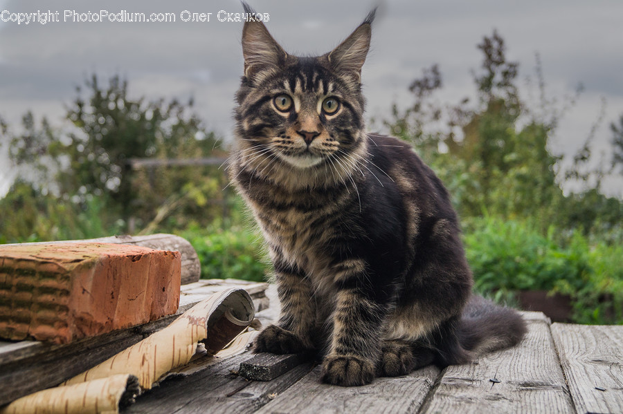 Pet, Manx, Animal, Mammal, Cat