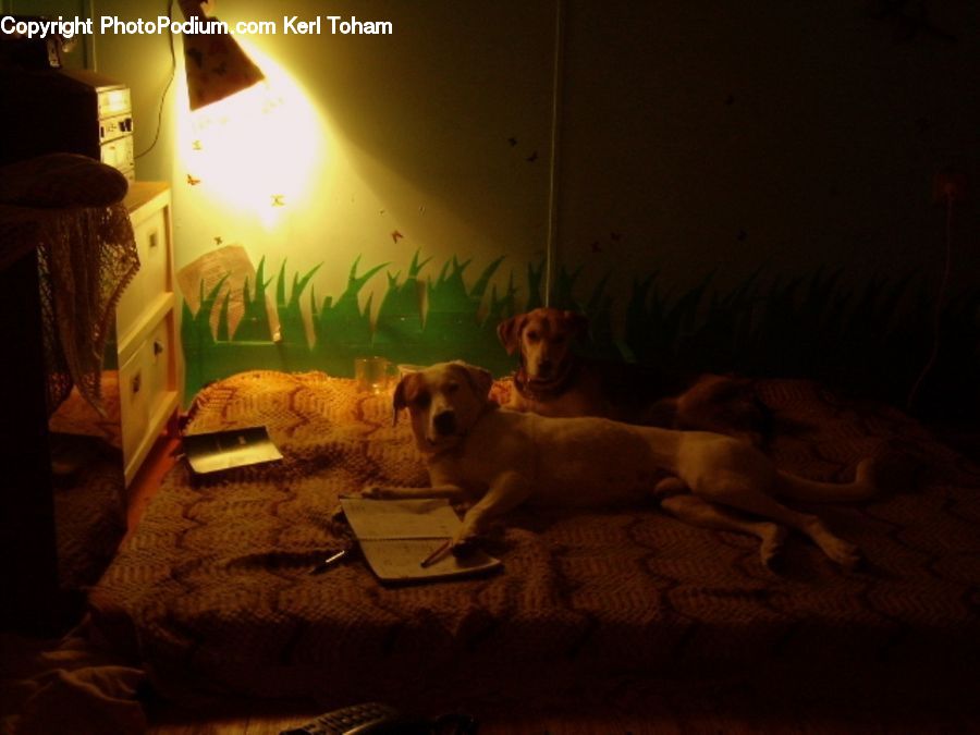 Animal, Canine, Dog, Mammal, Pet, Adorable, Bedroom