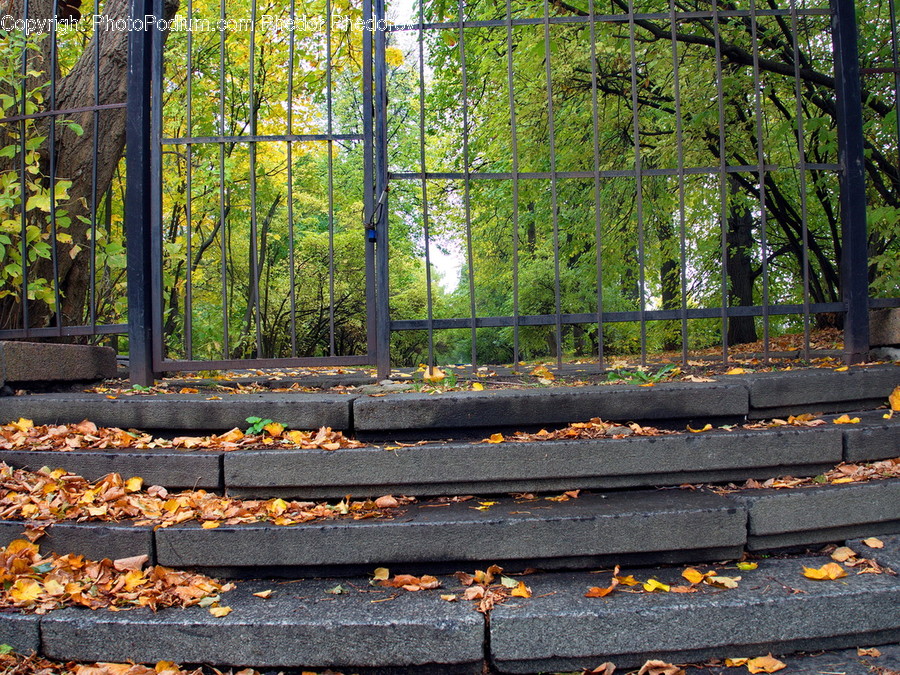 Plant, Tree, Gate, Banister, Handrail