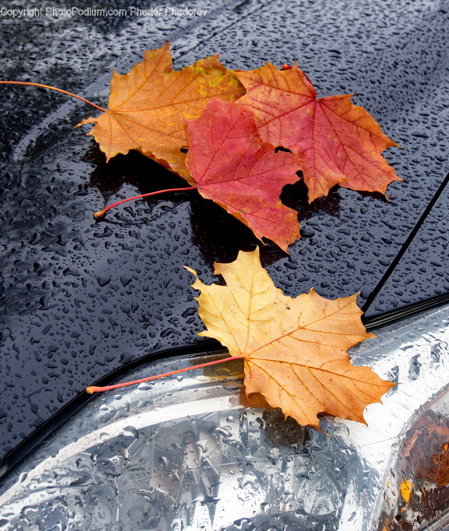 Plant, Leaf, Tree, Maple, Maple Leaf