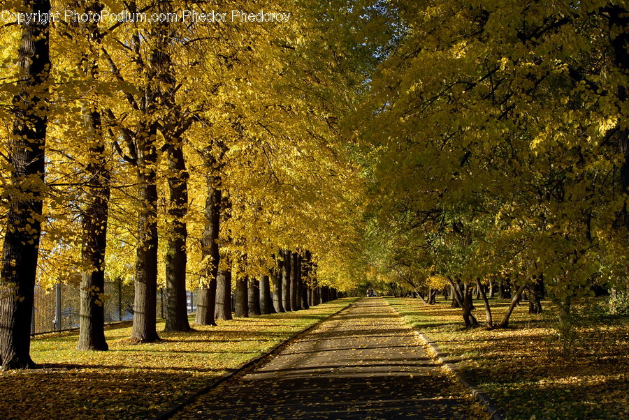 Plant, Tree, Path, Person, Human