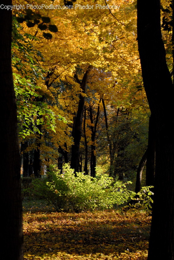 Plant, Tree, Tree Trunk, Light, Flare