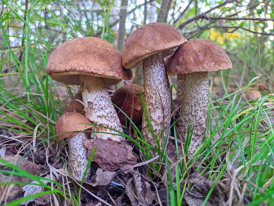 Fungus, Plant, Amanita, Mushroom, Agaric