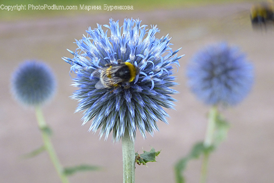Insect, Animal, Bee, Invertebrate, Apidae