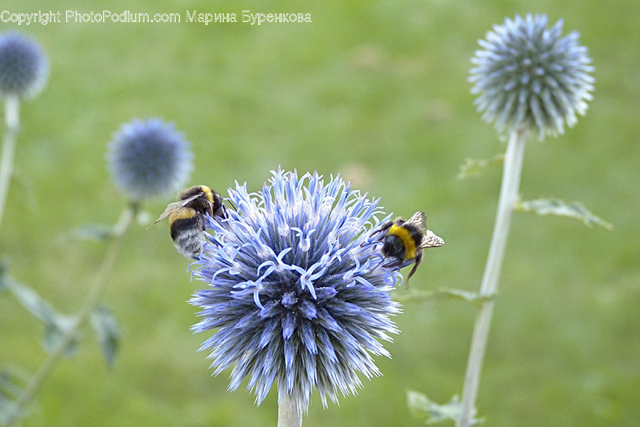 Apidae, Animal, Insect, Invertebrate, Bee