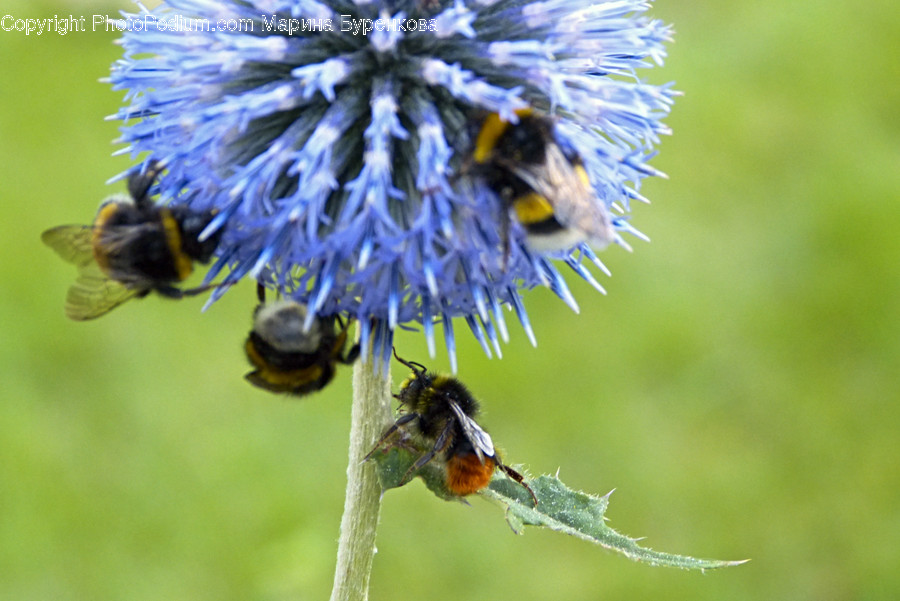 Invertebrate, Bee, Animal, Apidae, Insect