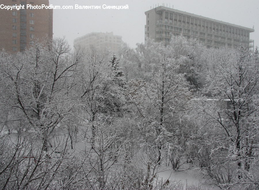 Frost, Ice, Outdoors, Snow, Blizzard, Weather, Winter