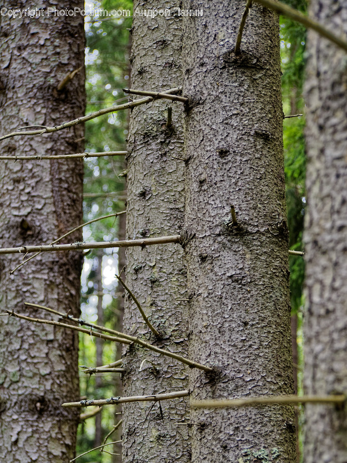 Plant, Tree, Tree Trunk, Utility Pole