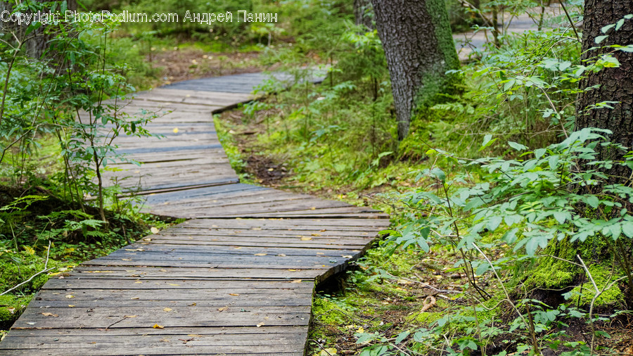 Bridge, Boardwalk, Building, Path, Flagstone