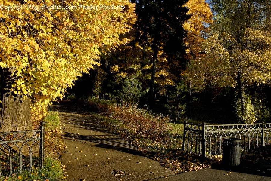 Tree, Plant, Path, Tarmac, Asphalt