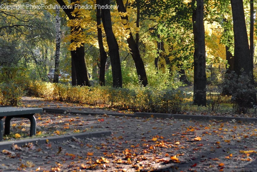 Tree, Plant, Tree Trunk, Furniture, Bench