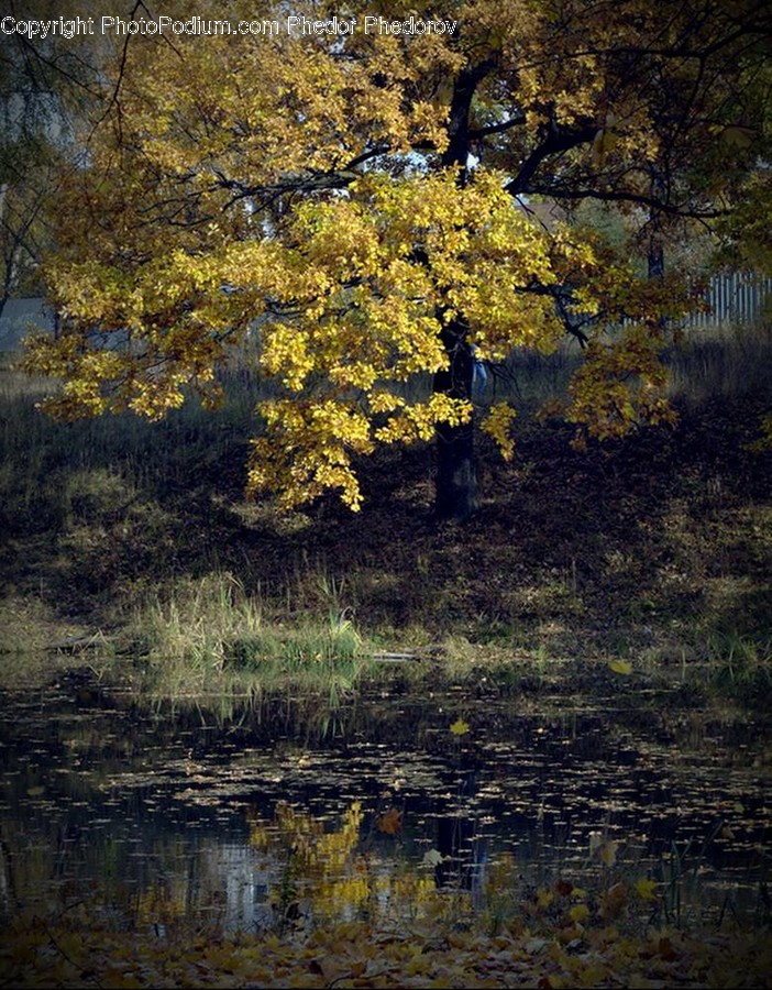 Water, Outdoors, Land, Nature, Plant