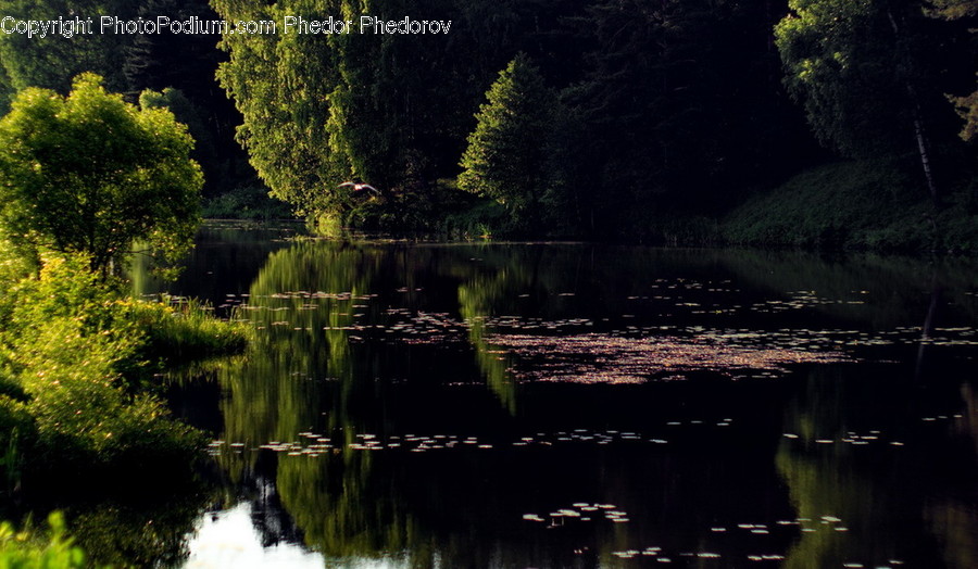 Tree, Plant, Water, Nature, Outdoors