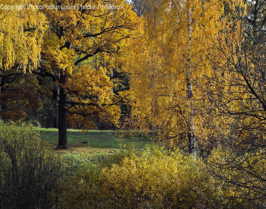 Plant, Tree, Tree Trunk, Conifer, Fir