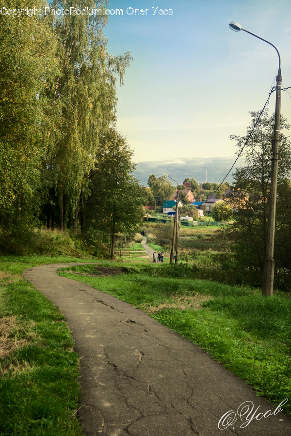 Tree, Plant, Person, Human, Path