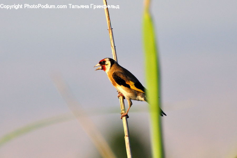 Grass, Plant, Reed, Bird, Finch, Bee Eater, Blackbird