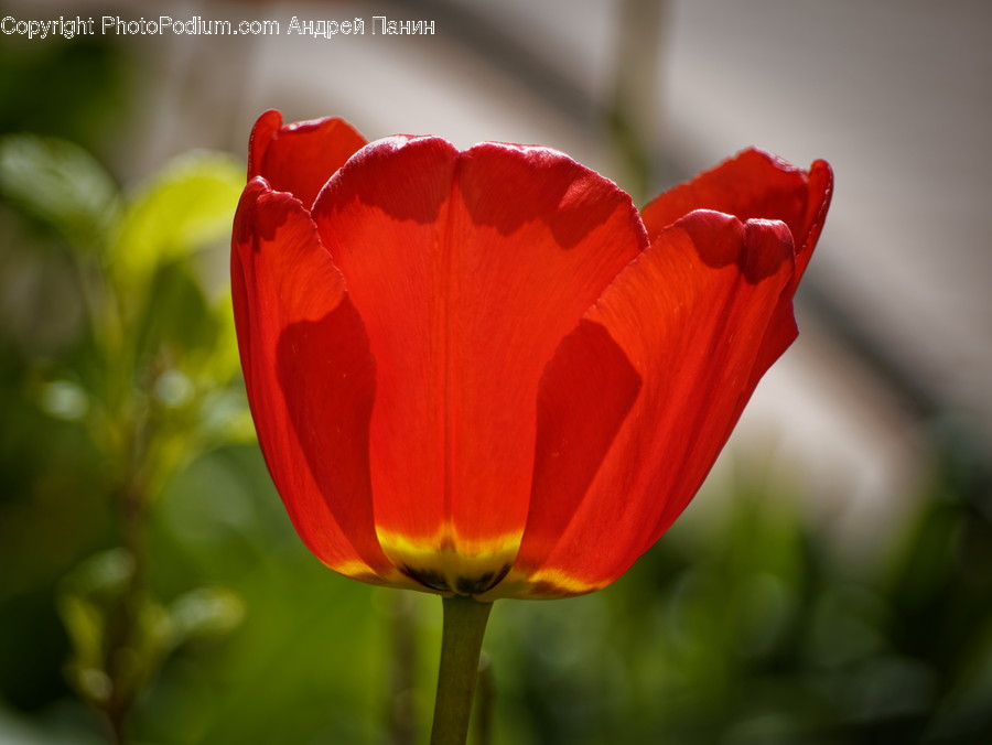 Plant, Flower, Blossom, Rose, Tulip