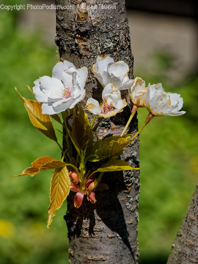 Plant, Blossom, Flower, Flower Arrangement, Flower Bouquet