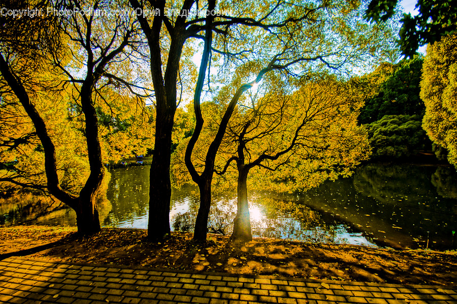 Tree Trunk, Tree, Plant, Path, Walkway