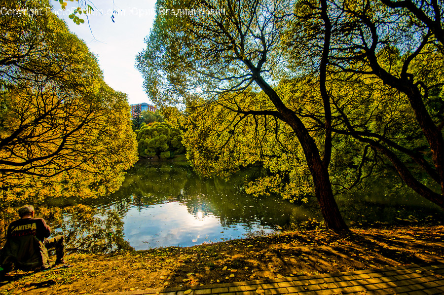 Tree, Plant, Human, Person, Water