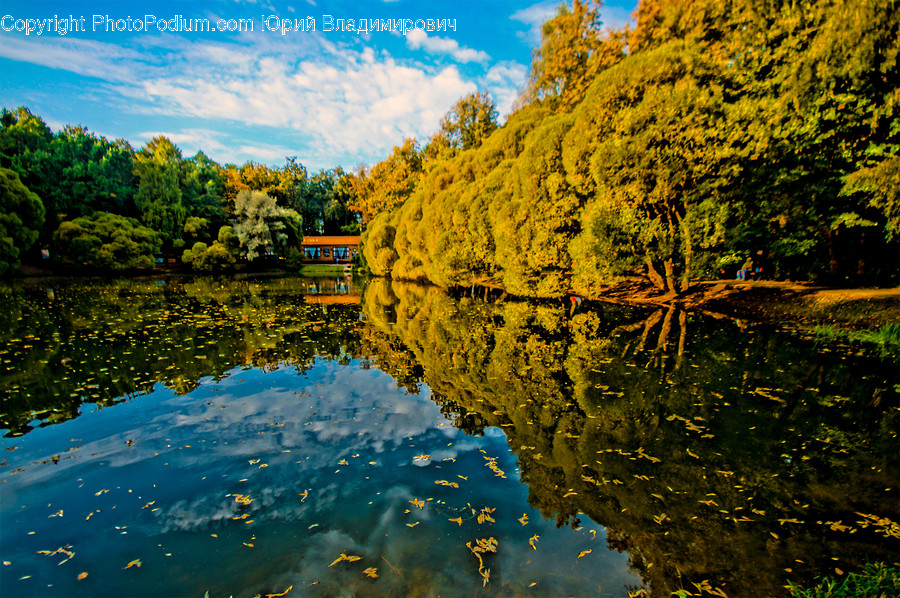 Water, Nature, Outdoors, Land, Plant