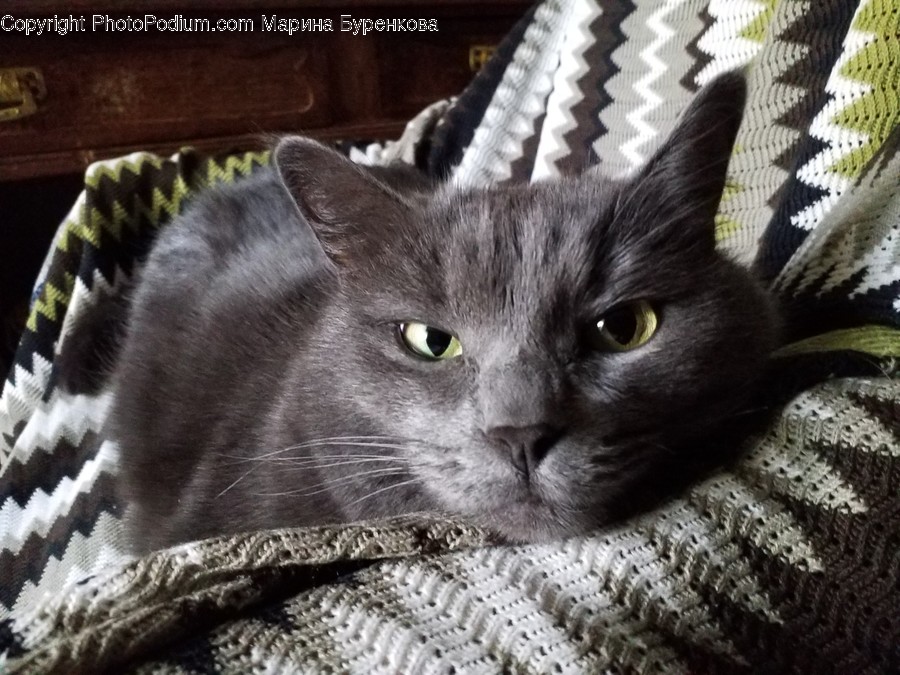 Cat, Mammal, Pet, Animal, Blanket