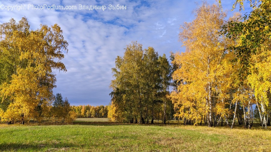 Plant, Tree, Grass, Outdoors, Nature