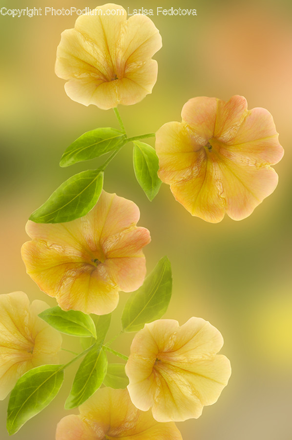 Plant, Flower, Geranium, Blossom, Anther