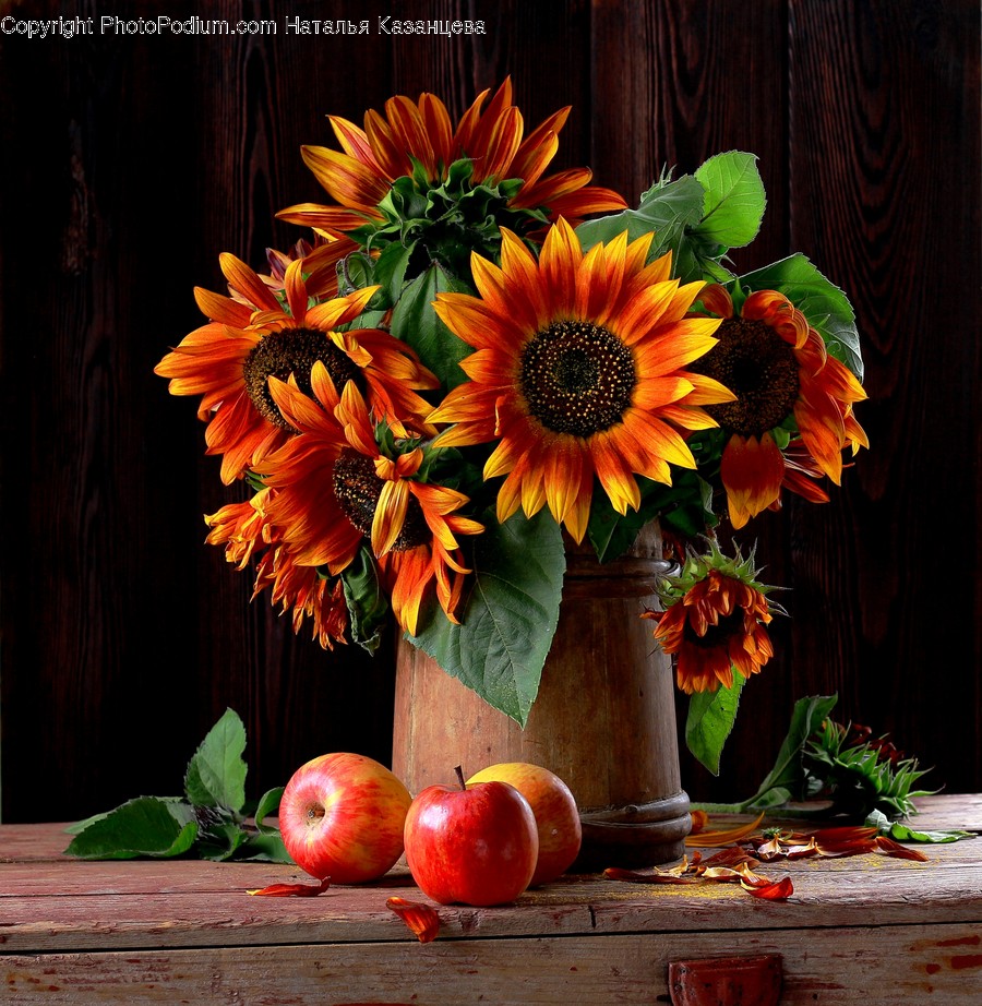 Plant, Flower, Blossom, Flower Bouquet, Flower Arrangement