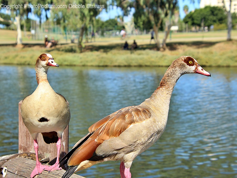 Animal, Bird, Person, Human, Duck