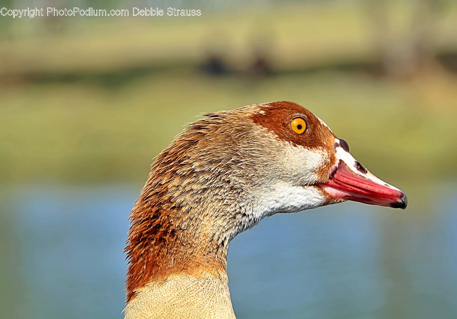 Animal, Bird, Duck, Beak, Teal
